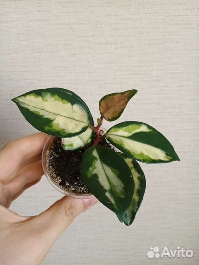 Хойи Kerry, Acuta, Nong Nooch, Mediopicta