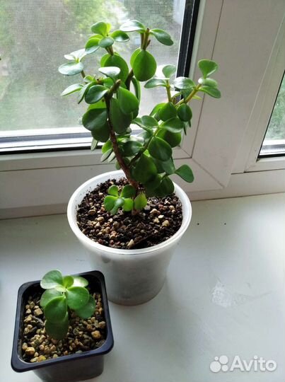 Портулакария афро