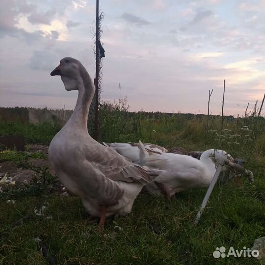 Гуси холмагоры