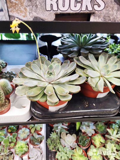 Кактусы и суккуленты опт