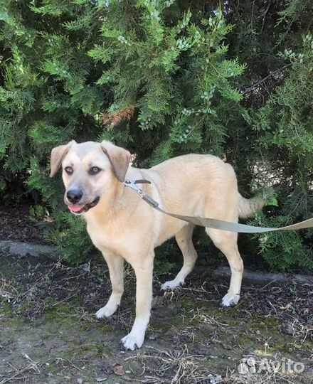 Собаки бесплатно