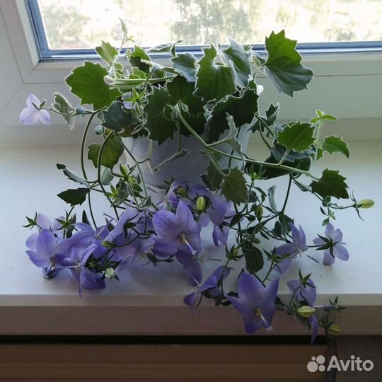 Кампанула жених, невеста, биоколор