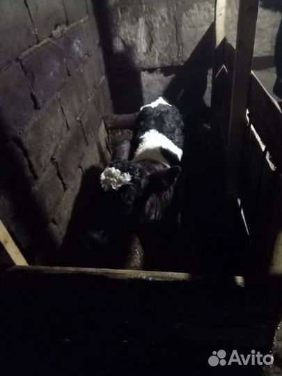 С/х животные