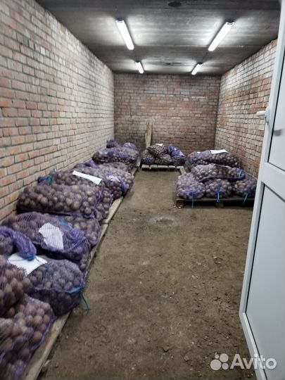 Семенной картофель