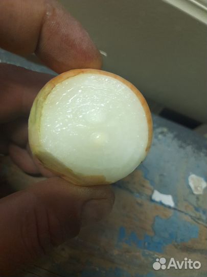 Лук на перо