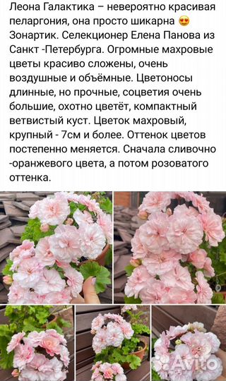 Пеларгония Леона Галактика