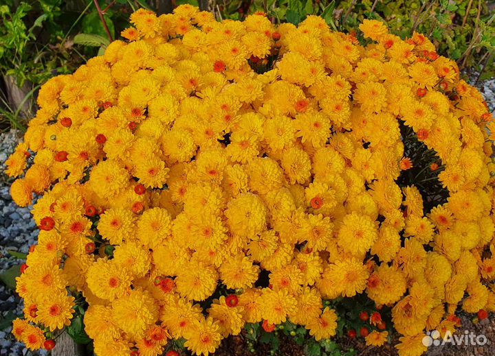 Хризантемы мультифлора, лилейник