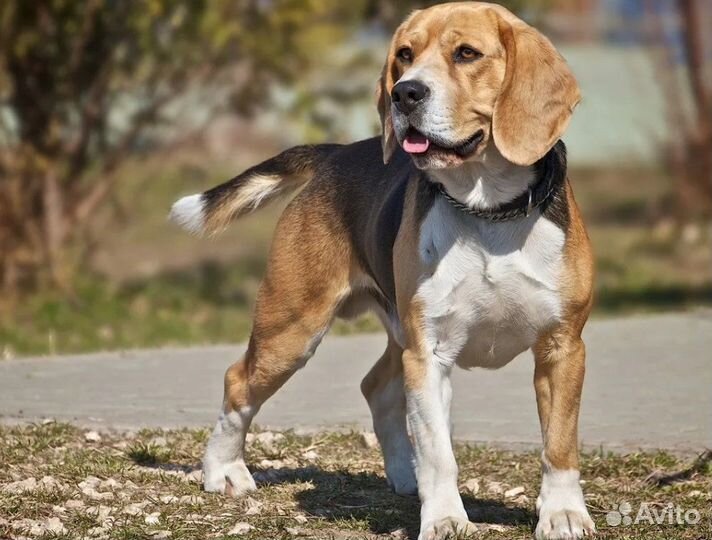 Выгул собак