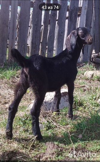 Козлята камори- нубийские