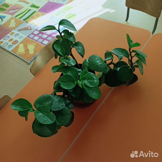 Пеперомия туполистная