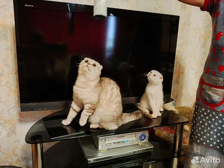 Шотландский вислоухий котенок