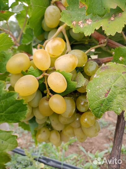 Виноград