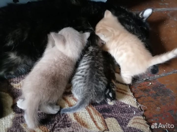 Котята в добрые руки бесплатно