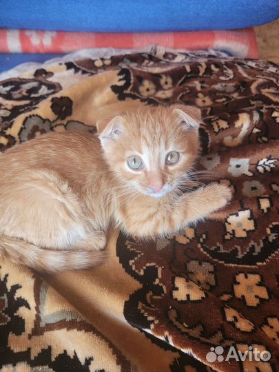 Отдам в добрые руки