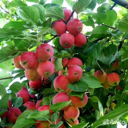 Яблони полукультурки высокозимостойкие в зкс