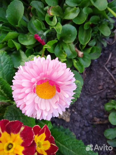 Маргаритки махровые