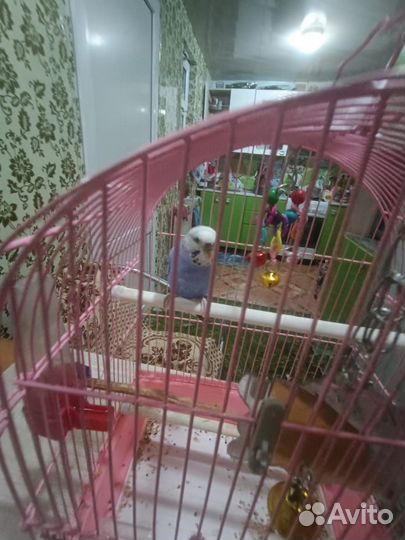 Волнистый попугай