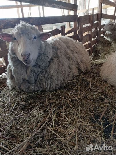 Продаю ярок, овцематок, ягнят