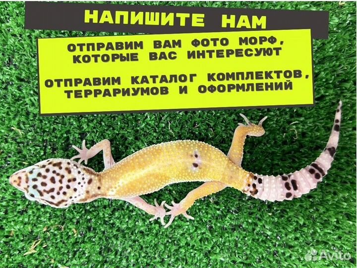 Эублефар Геккон