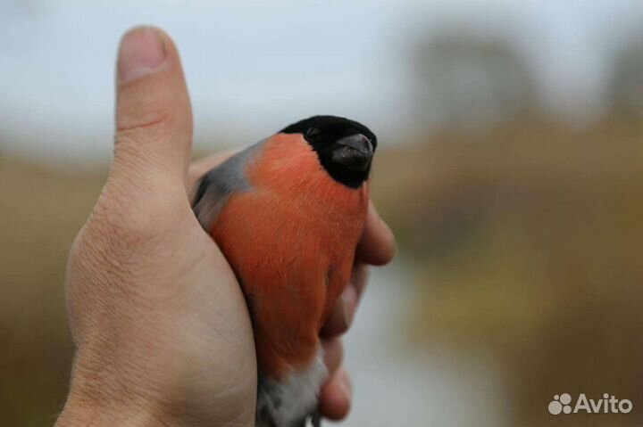 Продаю певчих лесных птиц