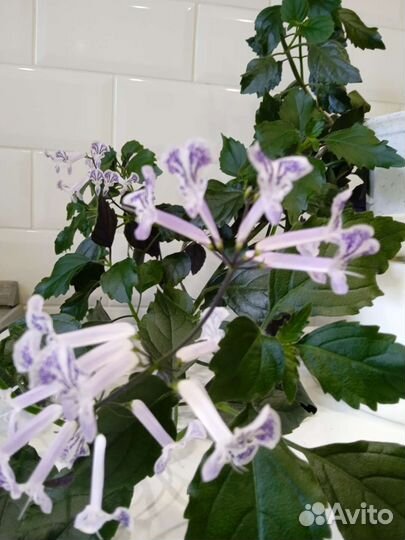 Плекрантус Mоna Lavender- Домашняя сирень