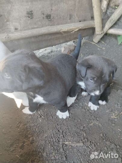 Щенки Алабая / красноносый питбуль