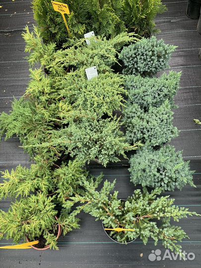 Можжевельник в ассортименте