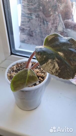 Мини фиалки