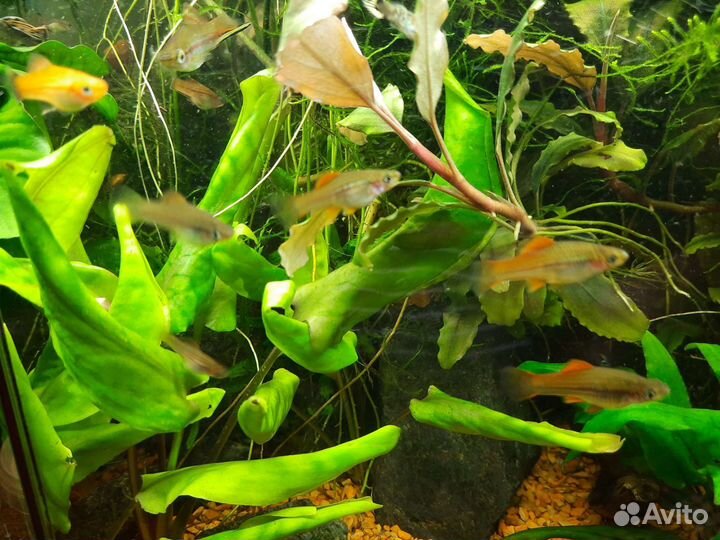 Аквариумные рыбки гуппи и меченосцы,креветки