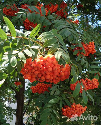 Саженцы сирени и рябины