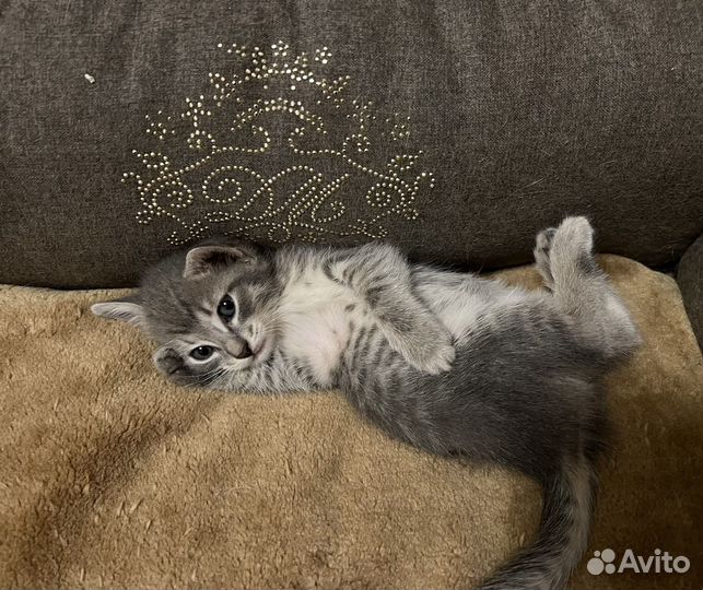 Кошка в дар бесплатно