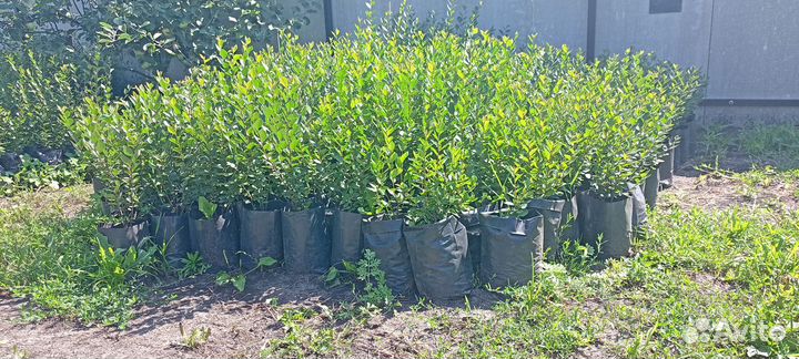 Кизильник блестящий живая изгородь