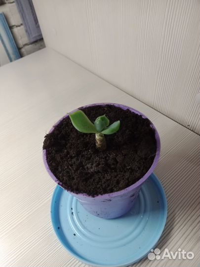 Суккулента