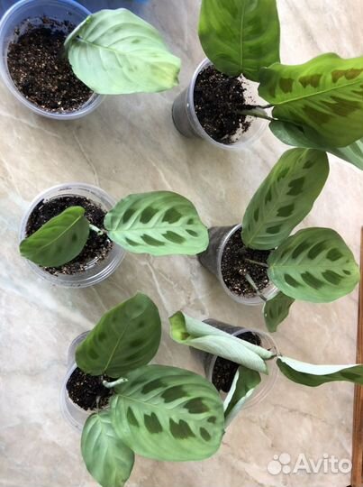 Маранта керховена