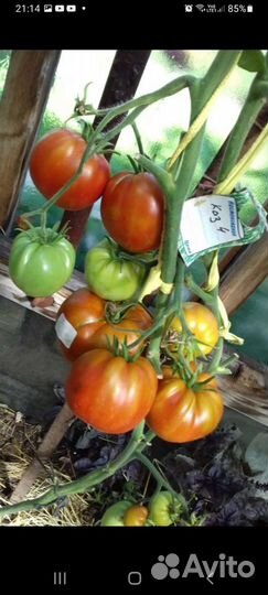 Семена томатов сортовые