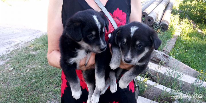 Щенки