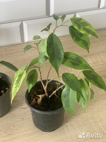 Фикус бенджамина