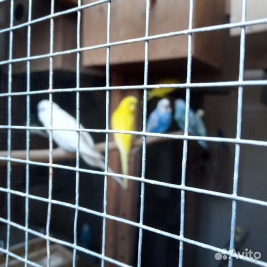 Попугаи и кенара, клетки
