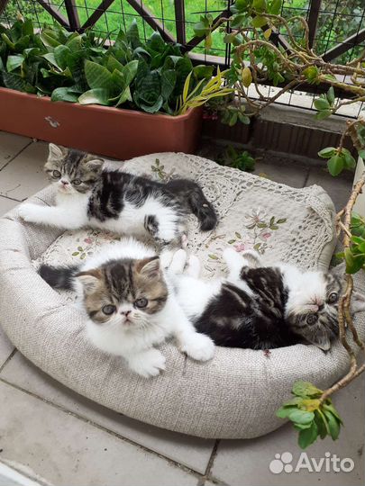 Котята экзоты