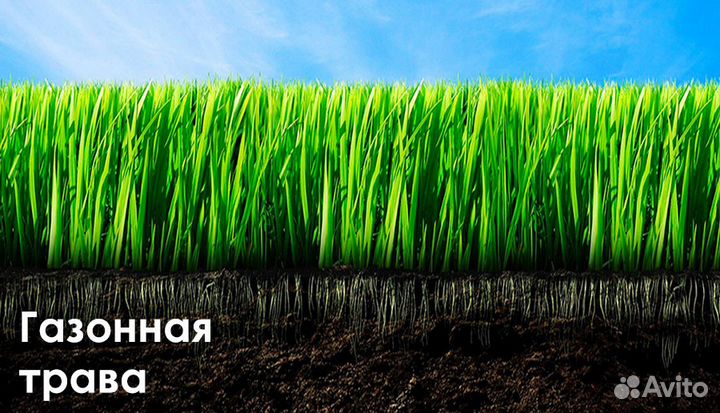 Семена Газонных трав