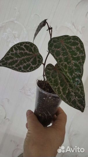 Комнатные растения