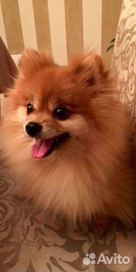 Щенки шпица