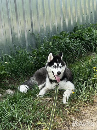 Щенок сибирской хаски