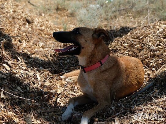 Собака в добрые руки