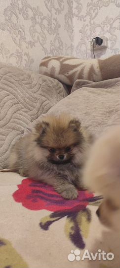 Счастье ищет себе дом