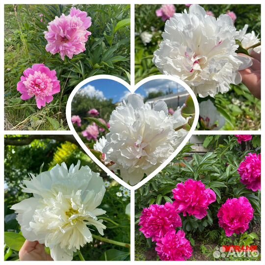 Садовые цветы многолетники