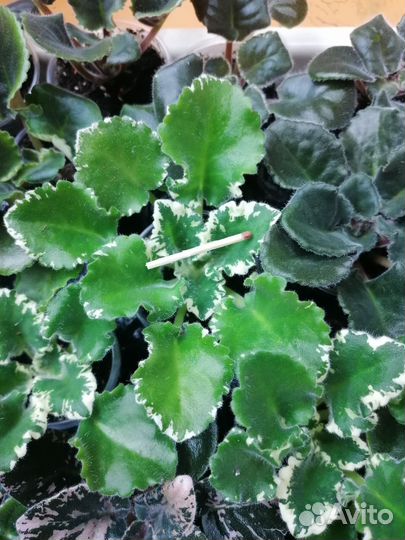 Фиалки детки