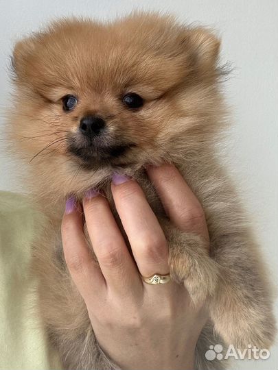 Шпиц мини девочка