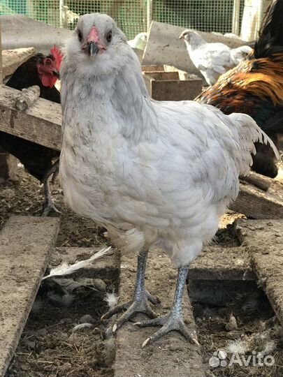 Петушки Амераукана, Брама