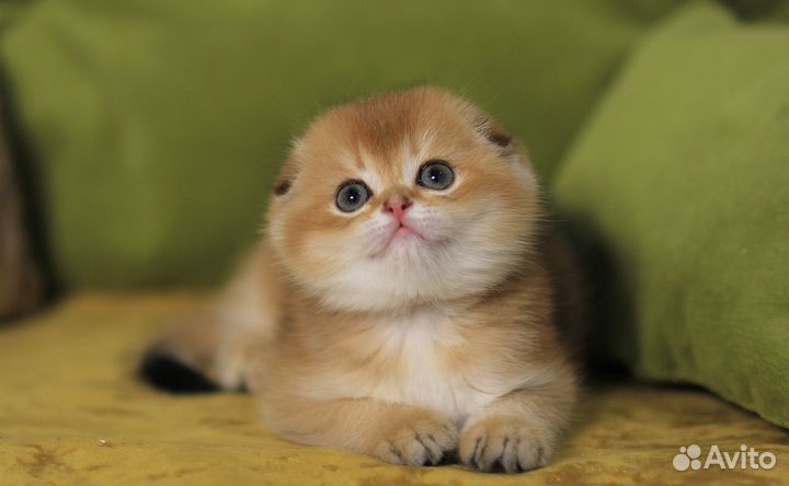 Шотландский мальчикфолдик